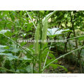 Top quality healthy vegetable hybrid longhorn okra seeds for growing